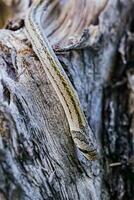 une petit serpent photographié à proche intervalle il est une endroit cette vient en dehors à trouver nourriture pendant le jour. qui sont à risque de devenir victimes de petit serpent chasseurs. photo