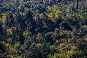 Naturel Contexte avec des arbres photo