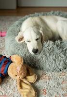 une chiot de une d'or retriever est repos dans une chien lit. photo