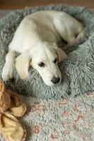 une chiot de une d'or retriever est repos dans une chien lit. photo