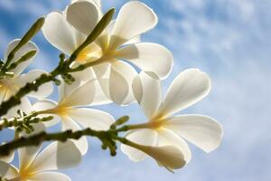 fleurs de plumeria blanches photo