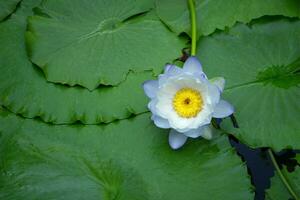 violet et blanc thaïlandais l'eau lis ou lotus fleur photo