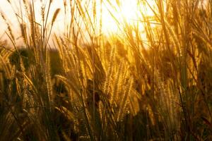 Asie sauvage herbe fleurs dans le coucher du soleil temps photo