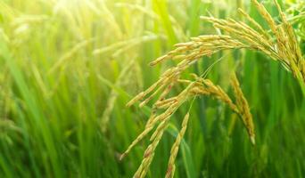 Jaune et vert riz champ agriculture dans phitsanulok province, Thaïlande. photo