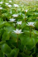 blanc lotus fleurs dans le lotus étang photo