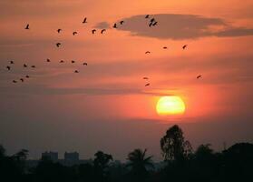 silhouette des oiseaux en volant à le coucher du soleil photo