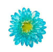 bleu chrysanthème fleur isolé plus de blanc Contexte photo