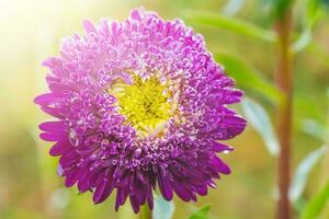 aster fleur sur une ensoleillé journée. le fleur est violet avec Jaune dans le jardin. photo