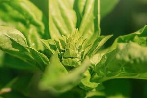 vert basilic plante sur une ensoleillé journée. en bonne santé aliments. vert basilic macro photo. photo