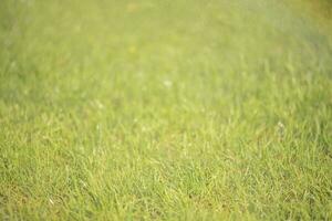 pelouse herbe avec l'eau gouttes. bien concentrer partie sur herbe et flou principale partie. Naturel Contexte. photo