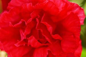 rouge escalade Rose fermer macro. une fleur comme une Naturel Contexte. photo