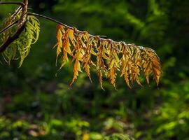 rhus typhina dans octobre. Jaune rouge feuilles de corne de cerf sumac. rhus typhina est une espèce de floraison les plantes dans le anacardiaceae famille. photo