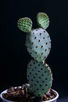 opuntia rfida cactus dans plantation pot photo