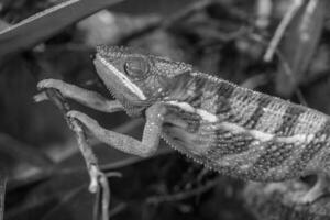 lézards et serpents dans Allemagne photo