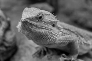 lézards et serpents dans Allemagne photo