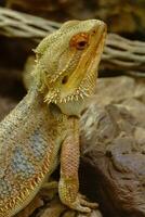 lézards et serpents dans Allemagne photo