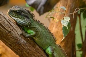 serpents et lézards dans Allemagne photo