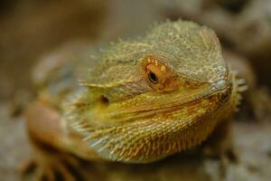 serpents et lézards dans Allemagne photo