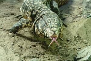 serpents et lézards dans Allemagne photo