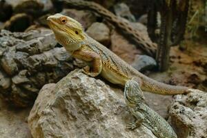 serpents et lizrads dans Allemagne photo