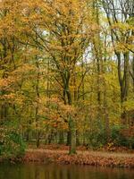 l'automne temps dans une allemand forêt photo