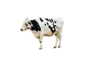 vache blanc noir Pointé avoir Sein permanent dans cultiver, isolé sur Contexte photo