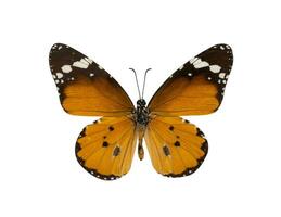 commun tigre papillon , danaus genutia , monarque papillon isoler photo