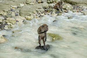 Jeune singe permanent sur pierre photo