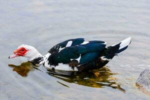 une noir et blanc canard avec rouge yeux nager dans le l'eau photo