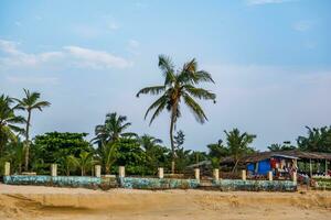 noix de coco des arbres sur océan côte près tropical cabane ou ouvert café sur plage avec transats photo