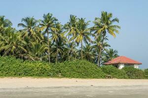 noix de coco des arbres sur océan côte près tropical cabane ou ouvert café sur plage avec transats photo