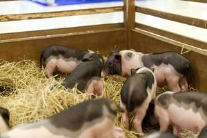 miniature porc animal de compagnie dans le foins cage photo