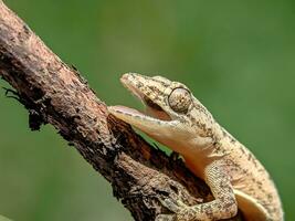 fermer de une lézard sur une sec arbre branche avec ses bouche ouvert. photo