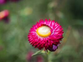 paille fleur , éternel Marguerite , papier Marguerite, fleurs de paille. choisir doux se concentrer, magnifique hélichryse bracteatum, prunus cérasoides éternel paille fleur dans Thaïlande photo