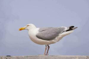 une mouette permanent sur une en bois Plate-forme photo