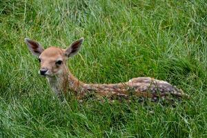 une Jeune cerf pose dans le herbe photo