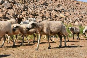 une troupeau de mouton en marchant dans une champ près rochers photo