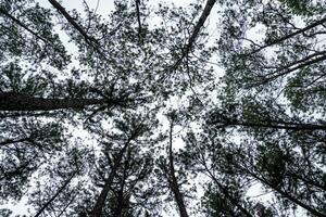 un fourmi œil vue de le pin des arbres spectacles le sombre ciel au dessus le pin des arbres. photo