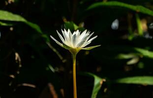 blanc lotus dans ensoleillement journée à après midi temps avec foncé noir et vert Contexte. photo