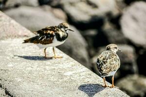 deux des oiseaux permanent sur une rebord près rochers photo