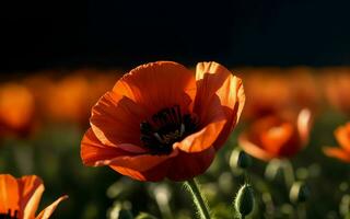 stylisé rouge coquelicot sur noir souvenir journée symbole ai généré photo