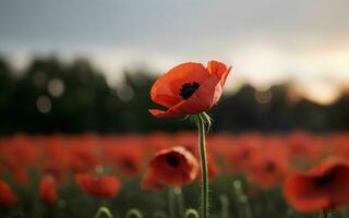 stylisé rouge coquelicot sur noir souvenir journée symbole ai généré photo