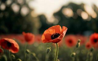 stylisé rouge coquelicot sur noir souvenir journée symbole ai généré photo