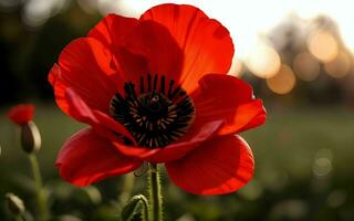 stylisé rouge coquelicot sur noir souvenir journée symbole ai généré photo