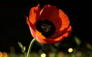 stylisé rouge coquelicot sur noir souvenir journée symbole ai généré photo