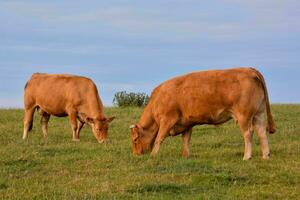 deux marron vaches pâturage dans une champ photo