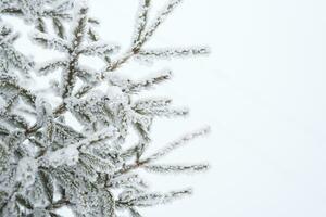 neige mensonges sur une Noël arbre dans le parc dans hiver photo