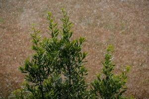 une buisson avec vert feuilles photo