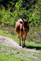 une vache en marchant vers le bas une saleté chemin photo