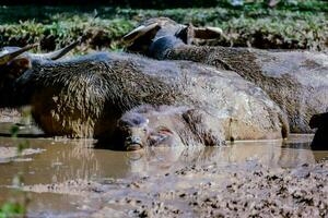 l'eau buffle dans boue photo